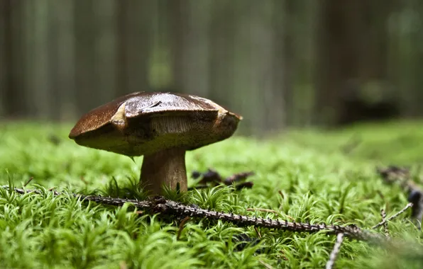 Picture forest, grass, mushroom, branch