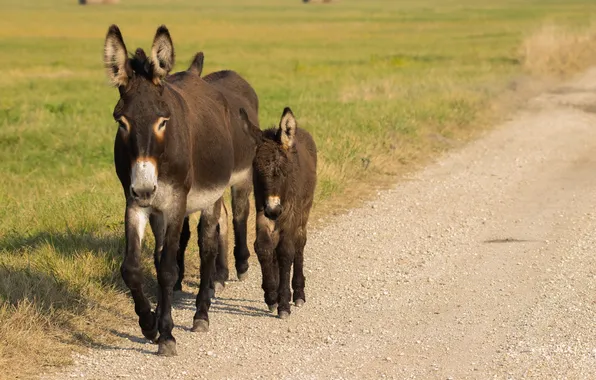 Picture road, summer, donkeys