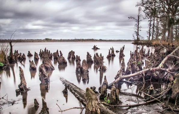 Trees, landscape, nature, lake