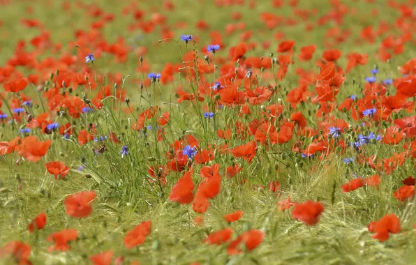 Picture field, grass, flowers, Maki, meadow