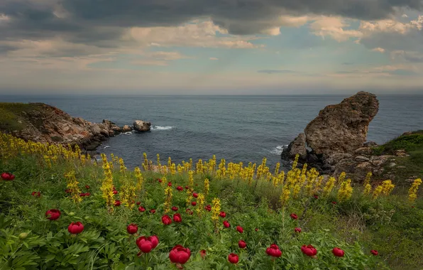Picture sea, the sky, clouds, landscape, flowers, nature