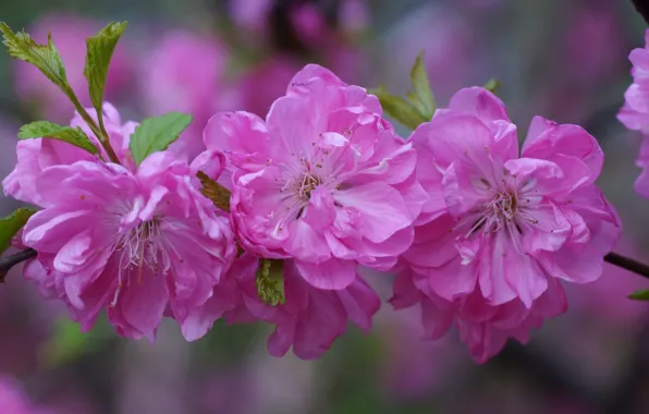 Flowers, cherry, branch, petals, Sakura, pink, buds