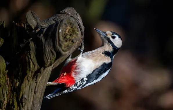 Picture tree, bird, woodpecker