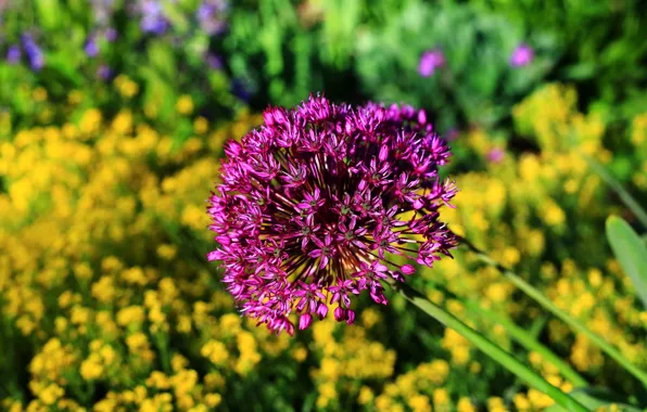 Bow, Bokeh, Purple flowers, Purple flowers, Flower bow, Flower onions