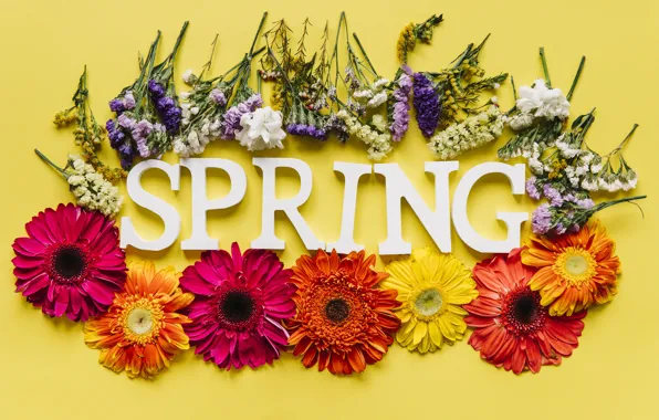 Flowers, spring, colorful, chrysanthemum, flowers, spring, bright