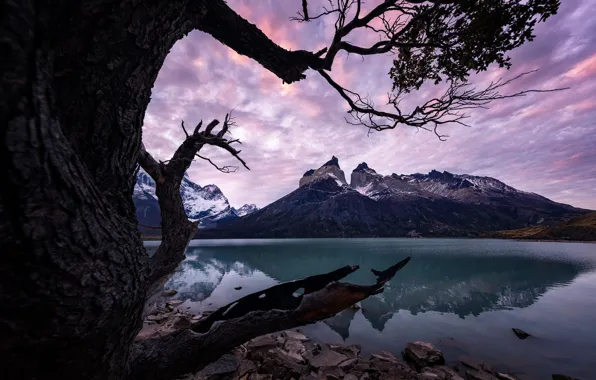 Mountains, branches, reflection, tree, pond, Andes, Patagonia