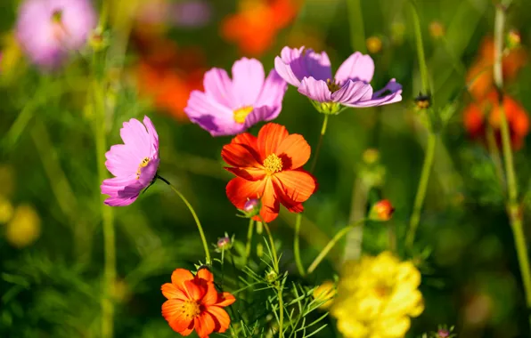 Summer, space, light, flowers, green, background, bright, petals