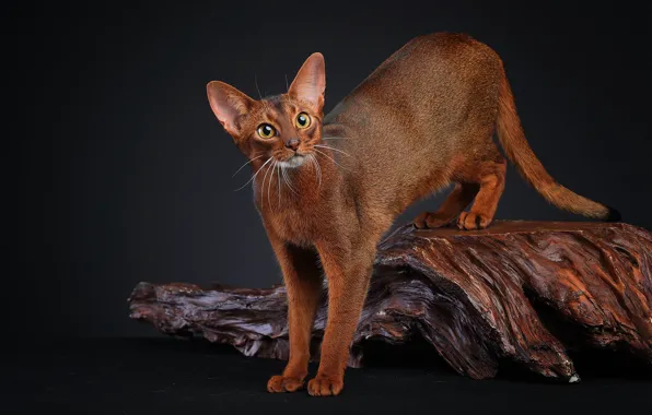Cat, cat, the dark background, snag, bark, is, Abyssinian