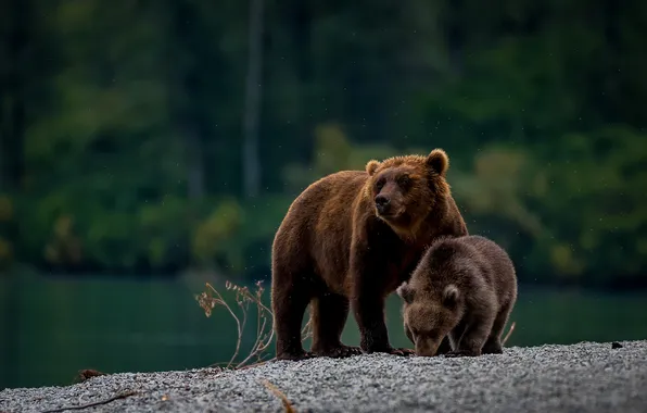 Autumn, look, nature, pose, bear, bears, bear, bear