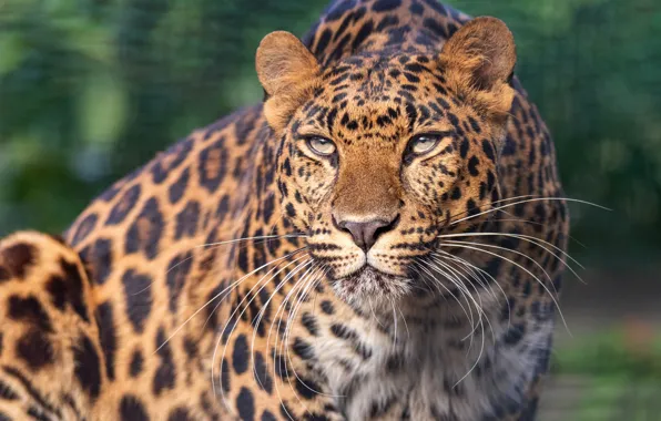 Picture look, face, light, background, portrait, leopard, sitting, bokeh