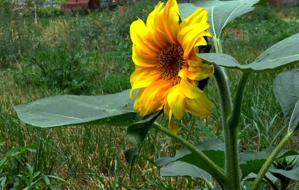 Summer, yellow, sunflower