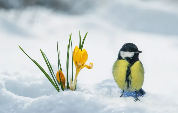 Snow, bird, spring, crocuses, tit