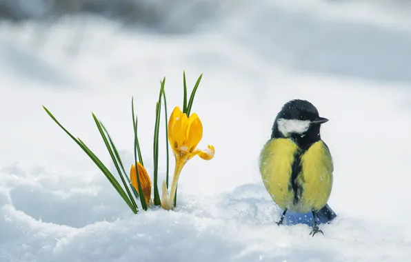 Snow, bird, spring, Krokus, tit
