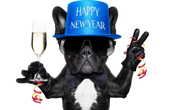 Butterfly, glass, dog, hat, glasses, gloves, serpentine, congratulations
