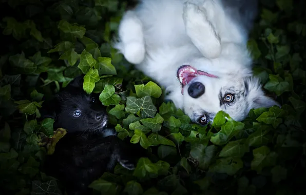 Greens, dogs, leaves, dog, plants, puppy