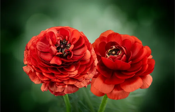 Flowers, red, Duo, Ranunculus