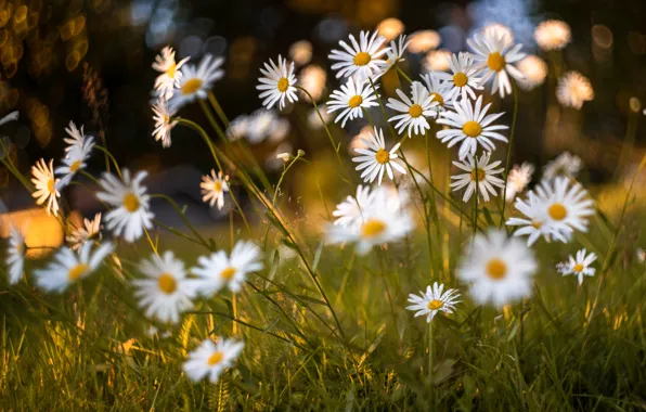 Summer, grass, light, flowers, glare, glade, chamomile, white