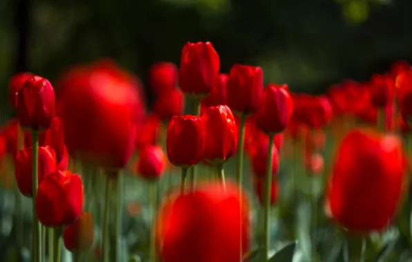Picture field, flowers, red, the dark background, glade, bright, blur, spring