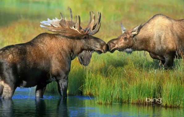 Grass, river, Alaska, pair, horns, USA, moose, Denali national Park