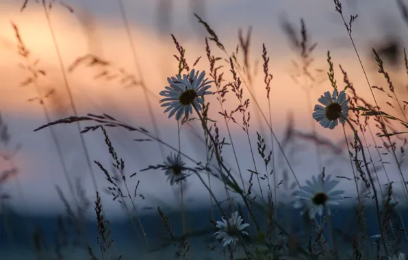 Picture grass, sunset, flowers, chamomile
