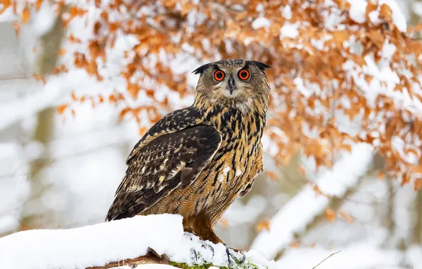 Winter, look, snow, branches, nature, pose, tree, owl