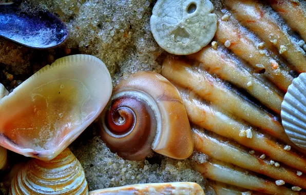 Sand, sea, the bottom, sink, shell