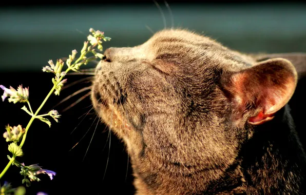 Picture cat, plant, mint, sniffing, bliss, cat