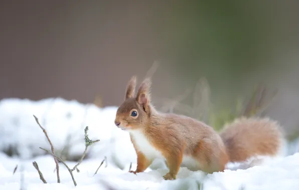 Picture winter, snow, protein