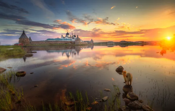 Picture water, the sun, landscape, nature, stones, dawn, dog, morning