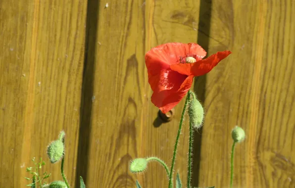 Flowers, Maki, Background, Meduzanol ©, Summer 2018