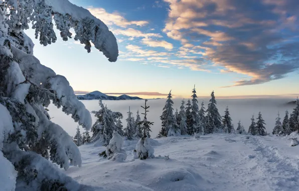 Winter, the sky, snow, mountains, tree, Carpathians