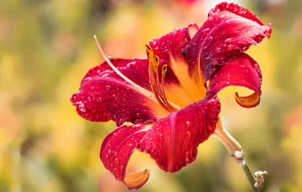 Drops, flowers, yellow, red, Rosa, background, bright, Lily