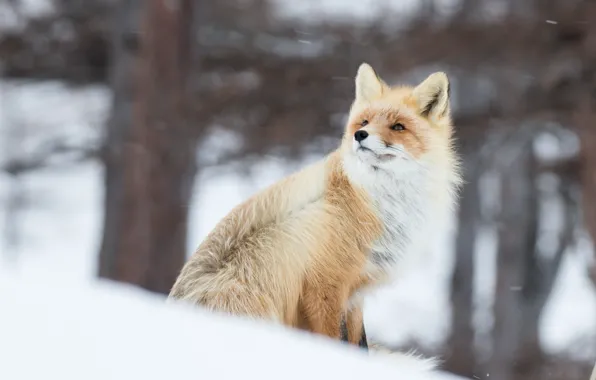 Picture winter, snow, the wind, Fox, red, bokeh