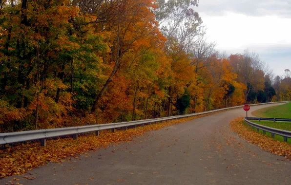 Picture road, autumn, forest, leaves, trees, forest, Nature, falling leaves