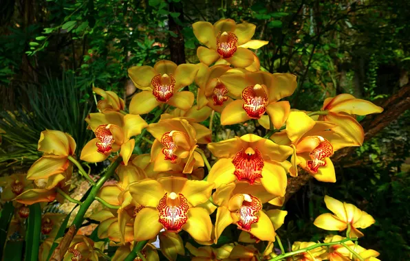 Photo, Flowers, Yellow, Orchids