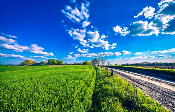 Road, greens, field, the sky, the sun, clouds