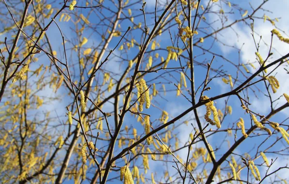 The sky, clouds, branches, nature, tree, spring, birch, flowering