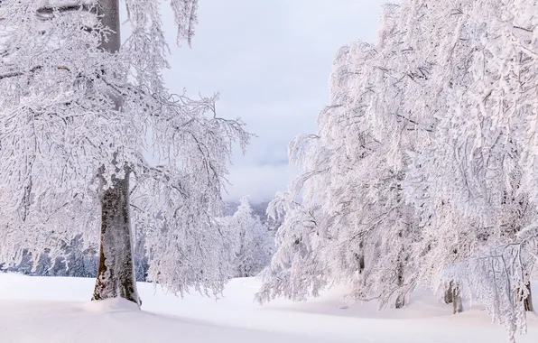 Picture winter, frost, forest, snow, nature