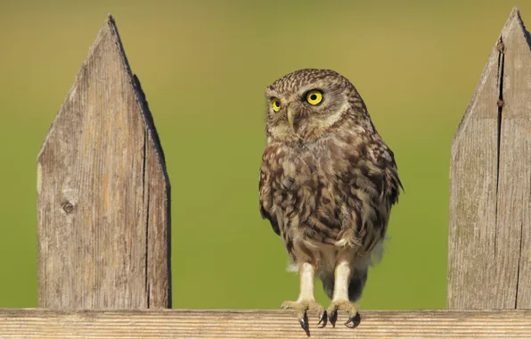 Owl, bird, Board, the fence, owl, sychik