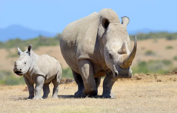 Horns, rhinoceros, mammal, small, ivory, breeding