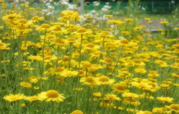 Picture field, grass, nature, petals, Daisy, meadow