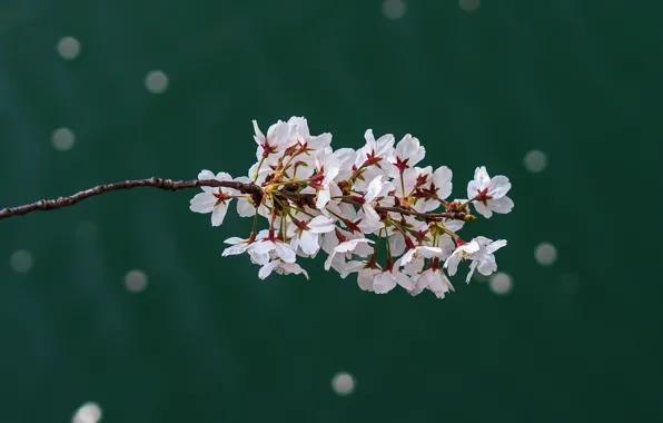 Picture cherry, branch, spring, flowers