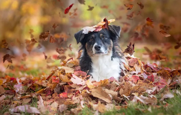 Picture autumn, look, leaves, dog, Australian shepherd, Aussie
