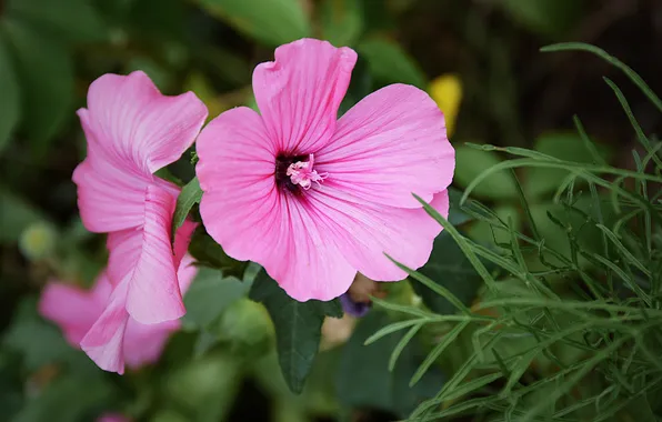 Flowers, branches, pink, lavatera