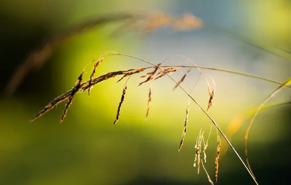 Grass, macro, background