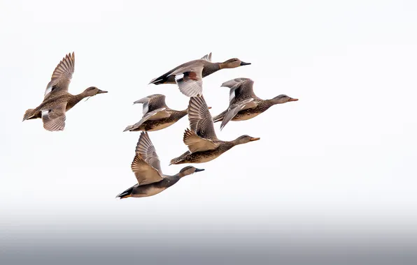 Picture the sky, flight, duck, wings, migration