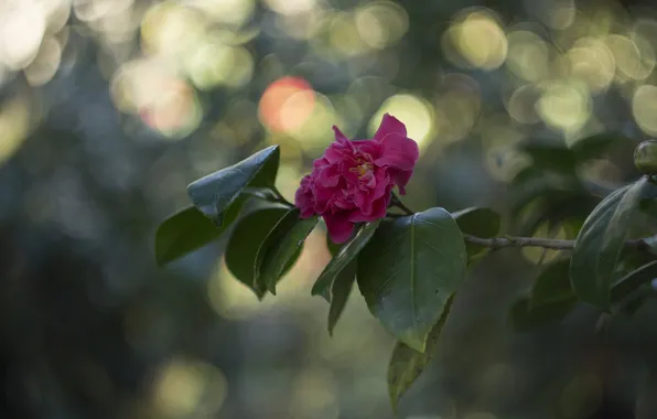 Leaves, branches, flowering, pink Camellia