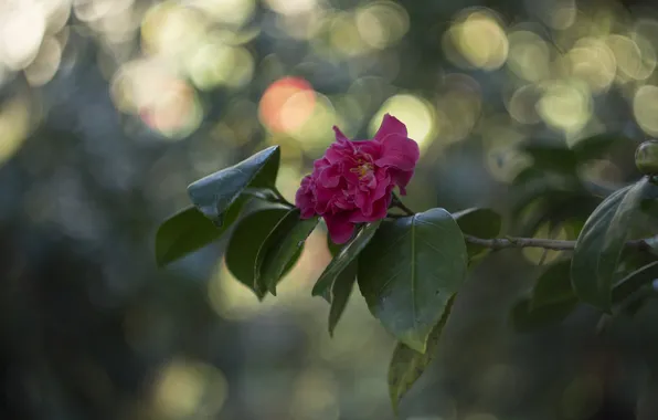 Leaves, branch, flowering, pink Camellia