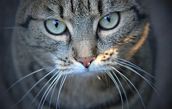 Picture cat, close-up, by Placi1