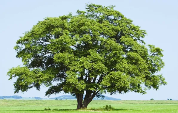 Field, the sky, grass, leaves, trees, branches